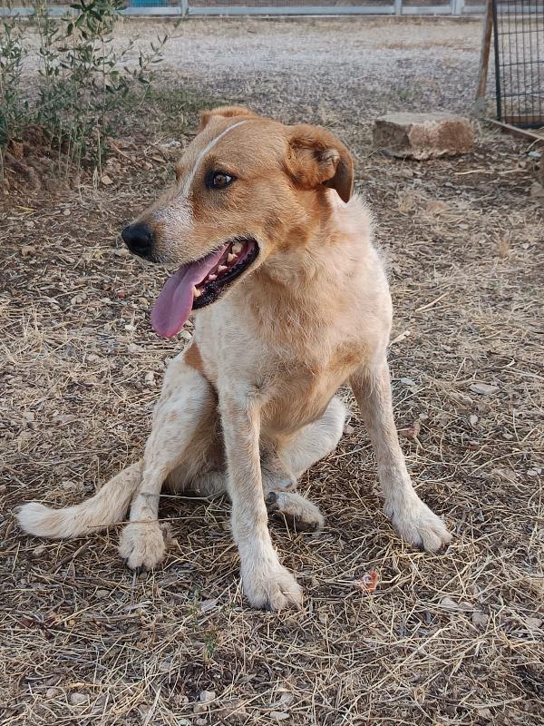Dolce baiocco da mangiare a baci, 4 anni t M-L Foto 3